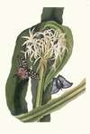 Crinum Pedunculatum. [River Lily]