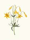 Lilium Canadense. [Canada Lily, Wild Yellow Lily]