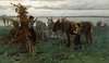 Boys herding donkeys