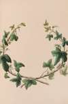Wreath Of Ivy
