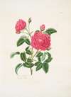 Rosa centifolia2