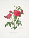 Rosa centifolia3