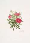Rosa centifolia5