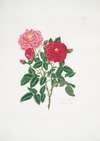 Rosa centifolia6