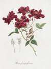 Chinese roos (Rosa chinensis Jacq. )