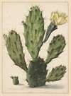 Bloeiende vijgcactus