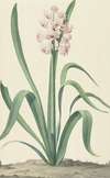 De roze hyacint Rex Rubrorum