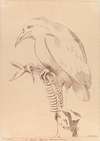 Bird holding fish skeleton