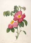Rosier de Provinsi a fleurs roses et simples, from La Couronne Des Roses