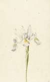 Witte iris