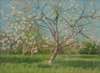 Study of Blooming Trees in an Orchard