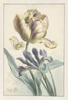 Tulp en iris