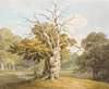 An Oak At Kedleston Hall, Derbyshire