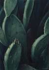 Emeralds(Cactus)