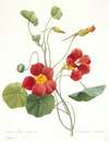 Tropaeolum majus (Garden Nasturtium)