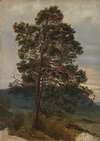 Study of a Pine Tree