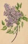 A twig of lilac