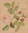 Rose twig – rosa centifolia