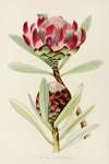 Protea Abyssinica