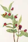 Bearberry Honeysuckle. (Lonicera involucrata)