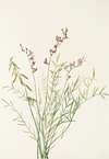 Burgess Milkvetch. (Astragalus bourgovii)