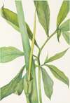 Greendragon. (Arisaema dracontium)