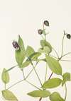 Leatherflower. (Clematis viorna)