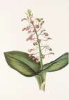 Lily Twayblade. (Liparis liliifolia)