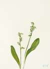 One-leaf Bog-orchid. (Habenaria obtusata)