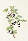Prickly Currant (fruit). (Ribes lacustre)