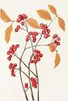 Red Chokeberry (fruit). (Aronia arbutifolia)