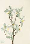 Silverberry (flower). (Elaeagnus commutata)