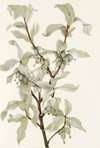 Silverberry (fruit). (Elaeagnus commutata)