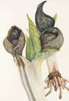 Skunkcabbage. (Spathyema foetida)