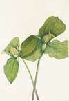 Toad Trillium. (Trillium sessile)