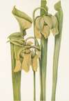 Trumpetleaf (Sarracenia flava)