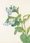 Virginia Bluebells. (Mertensia virginica)