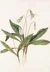 White Troutlily. (Erythronium albidum)
