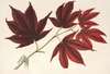 Acer (polymorphum) palmatum sanguineum