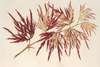 Acer (polymorphum) palmatum
