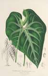 Anthurium leuconeurum
