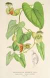 Aristolochia barbata
