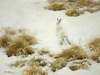 Vinterhare Bland Tuvor (The Snow Hare)