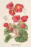 Begonia rosæflora