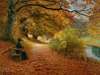 Wooded Path In Autumn
