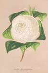 Camellia alba ornatissima