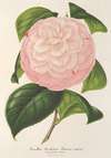 Camellia Archiduc Étienne