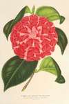 Camellia Cariotta Peloso (hybr.)