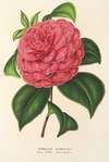 Camellia Clodia