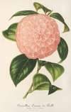 Camellia Comte de Toll